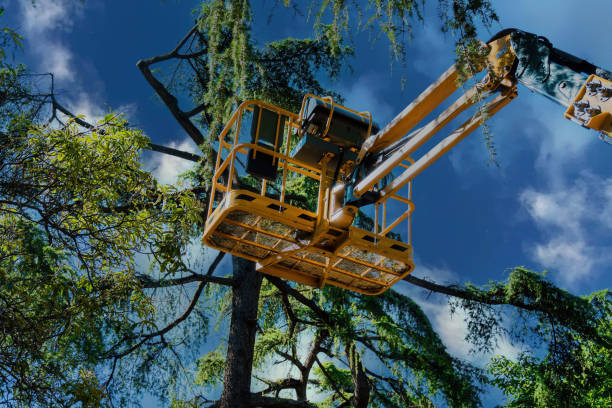 Professional Tree Care Services in Grand Ronde, OR